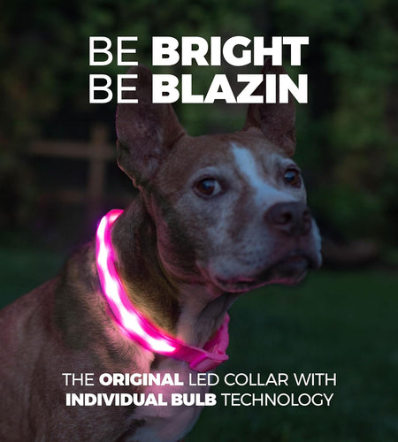 ' Safety LED Dog Collar – USB Rechargeable with Water Resistant Flashing Light