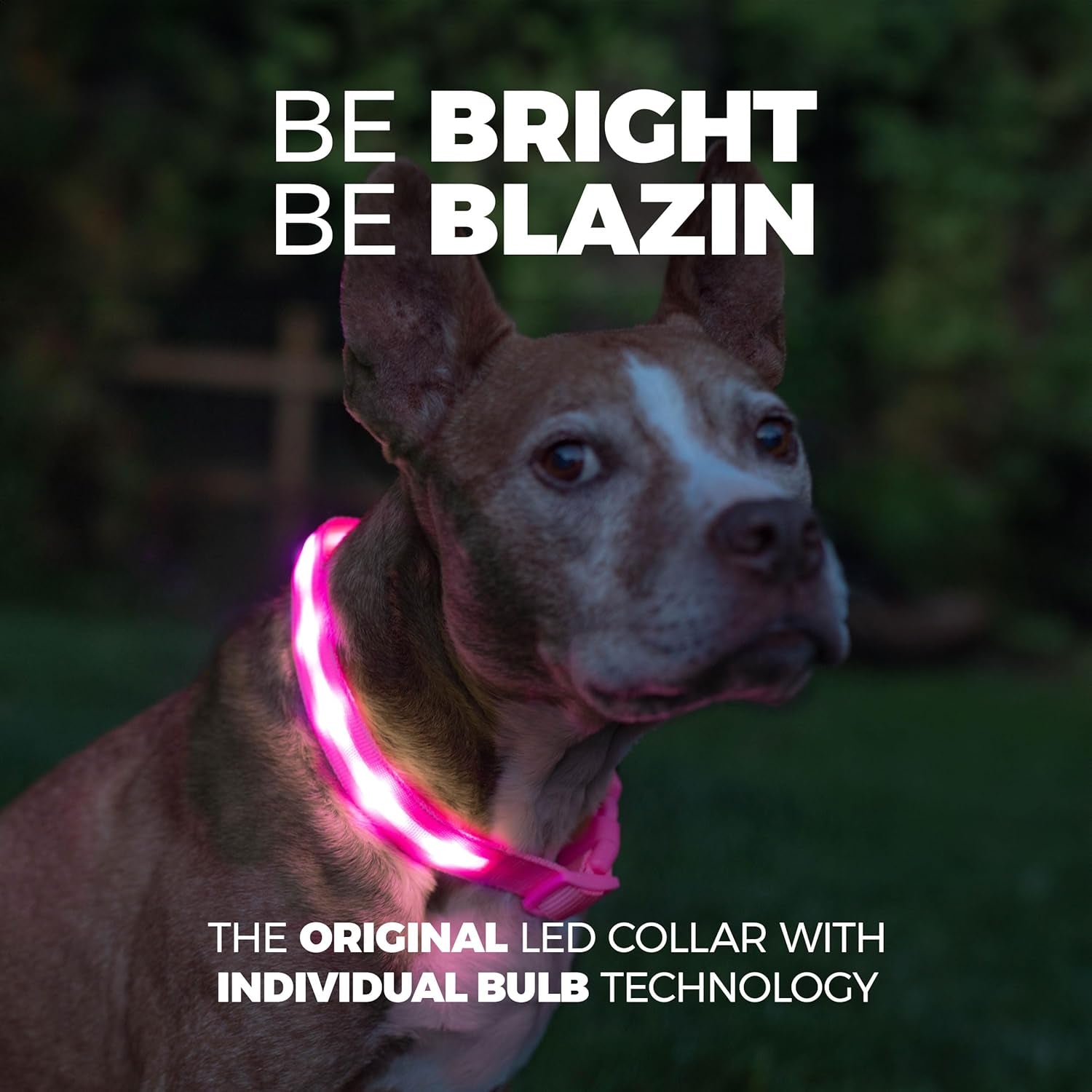 ' Safety LED Dog Collar – USB Rechargeable with Water Resistant Flashing Light